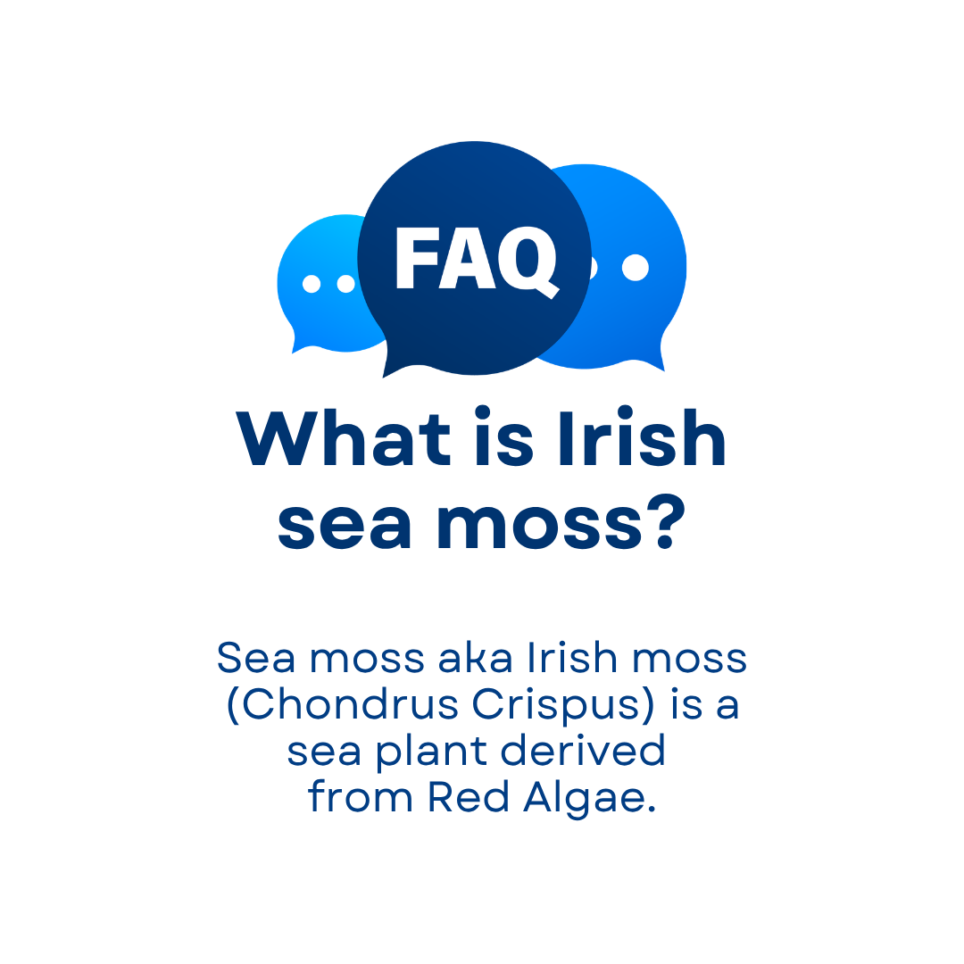 Wildcrafted Raw Irish Sea Moss - 100g - Image 7